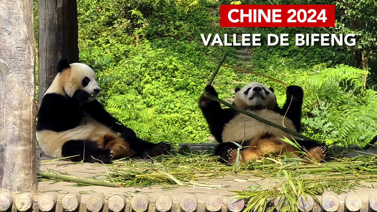 Bifeng, la vallée des pandas géants